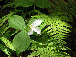 White Trillium Lady Fern.jpg
