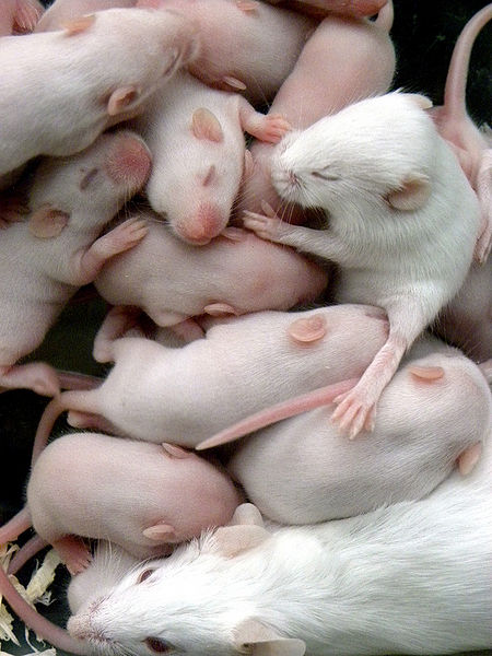 File:White mouse.jpg
