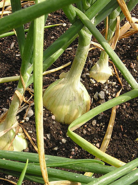 File:Allium cepa.jpg
