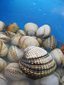 Thumbnail for version as of 00:17, 3 December 2009