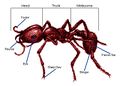 Thumbnail for version as of 04:49, 19 January 2017