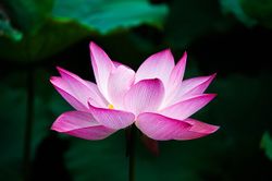Maxpixel.freegreatpicture.com-Lotus-Flower-Summer-Lake-Pink-Nature-China-Zen-978659.jpg