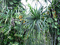Thumbnail for version as of 03:36, 24 April 2009