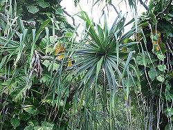 Pandanus3.jpg