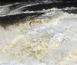Salmon.going.upstream.jpg
