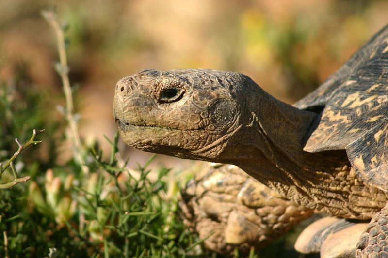 File:Tortoise head.jpg