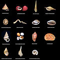 Thumbnail for version as of 02:10, 1 December 2009