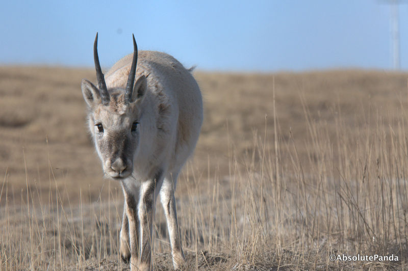 File:2 of Tibetan antelope.jpg