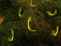 Thumbnail for version as of 17:25, 28 February 2011