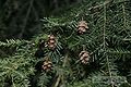 Eastern Hemlock (Tsuga canadensis) Genus: Tsuga Carrière