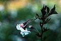 Hally Jolivette (Prunus x)