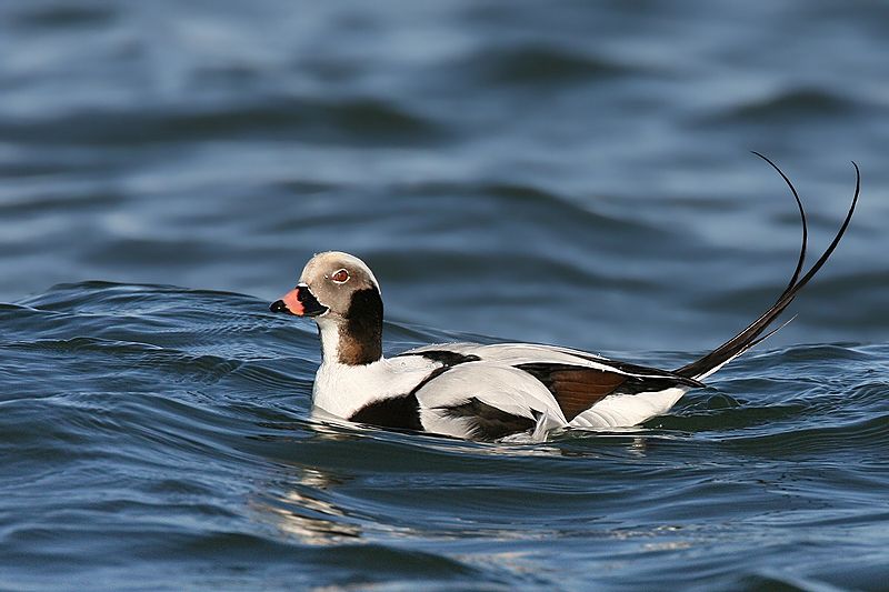 File:Long-tailed-duck.jpg