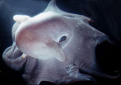 Opisthoteuthisgrimaldii.JPG