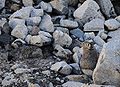 Pika (Ochotona roylei) Subtaxa:Ochotona roylei