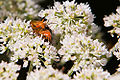 Thumbnail for version as of 00:18, 30 December 2009