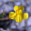 Thumbnail for version as of 04:10, 4 May 2016
