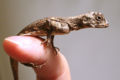 Thumbnail for version as of 03:38, 4 January 2008
