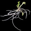 Corkscrew plant ( G. violacea)