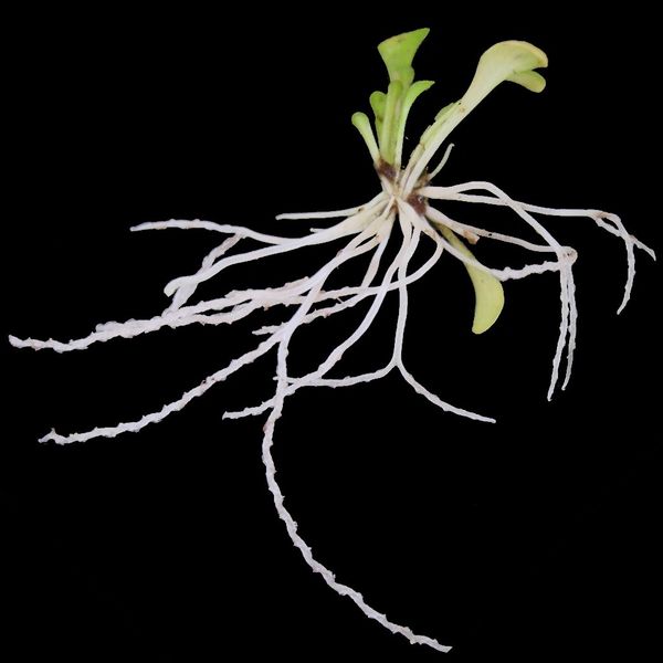 File:Genlisea violacea.jpg