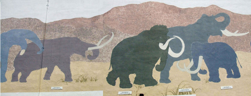 File:Mammoth variety.jpg