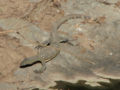 Nile Monitor