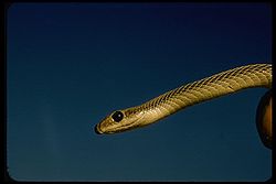 Patchnose snake pic 1.jpg