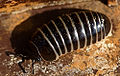Pill millipede (Glomeris marginata) Order: Glomerida