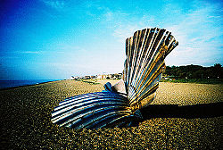 Scallop 3.jpg