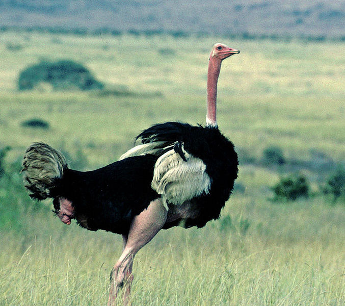 File:Struthiocamelus.jpg