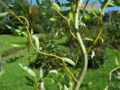 Weeping willow (S. babylonica)