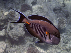Acanthurus sohal.jpg