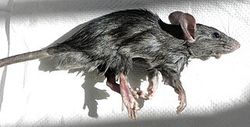 Black rat.jpg