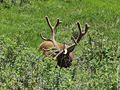 A bull elk, his antlers covered with velvet, feeds on grass in high summer.