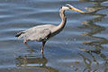Great Blue Heron Morro Bay, CA.