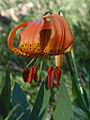 Thumbnail for version as of 03:13, 18 May 2010