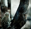 Pygmy marmoset - at Skansen - an open air museum and zoo in Sweden.