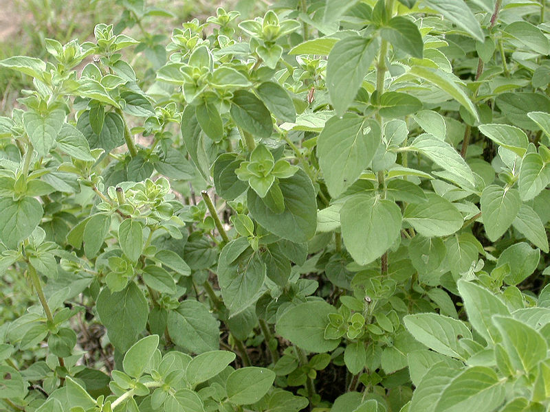 File:Oregano.jpg