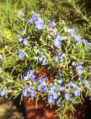 Wild Rosemary