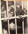 Thumbnail for version as of 05:09, 1 April 2009