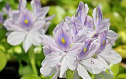 Water-hyacinth-1547721 960 720.jpg