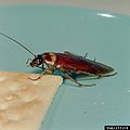 American Cockroach (P. americana)