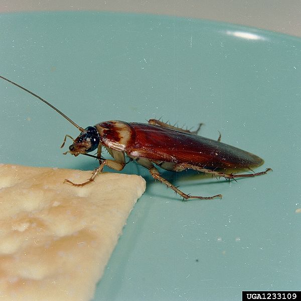 File:American cockroachcracker.jpg