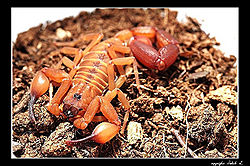 Babycurus jacksoni full body.jpg