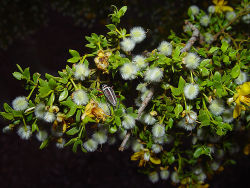 Creosote Bush.jpg