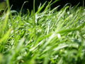 Thumbnail for version as of 03:59, 4 January 2007