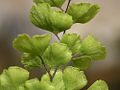 Common Maidenhair (capillus-veneris)