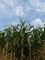Thumbnail for version as of 16:10, 2 June 2008