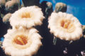 Thumbnail for version as of 09:14, 9 January 2007