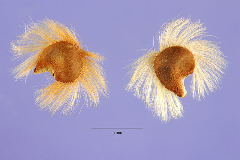 File:SeedofRose.jpg