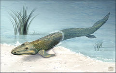 Tiktaalik.jpg